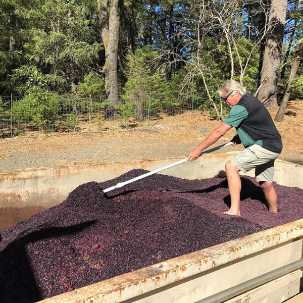Winemaker Bob Foley working harvest
