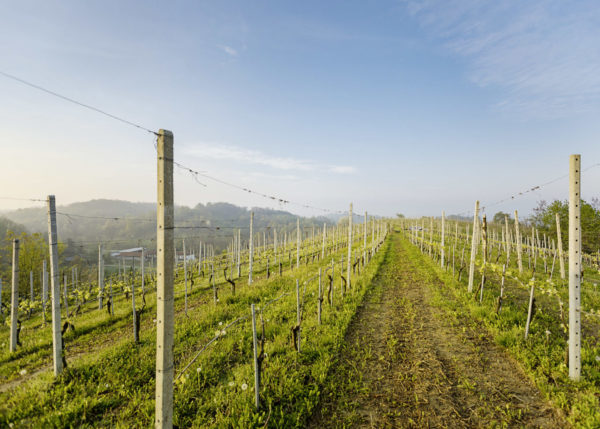 The vines at Almondo Arneis Bricco delle Ciliegie