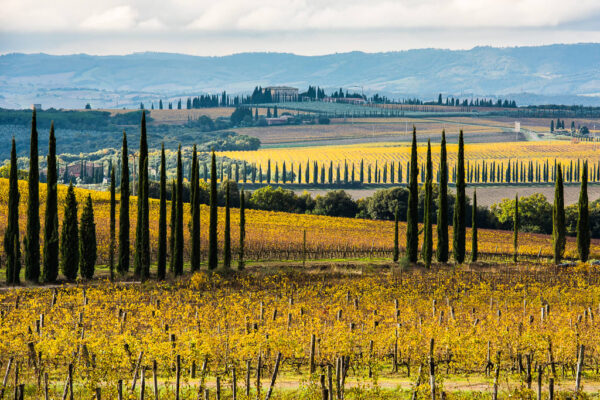 Argiano Brunello di Montalcino 2019 - Image 2