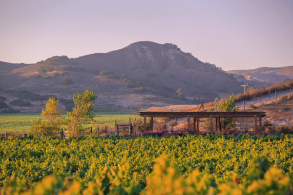 Brewer-Clifton Sta. Rita Hills Chardonnay 2022 - Image 2