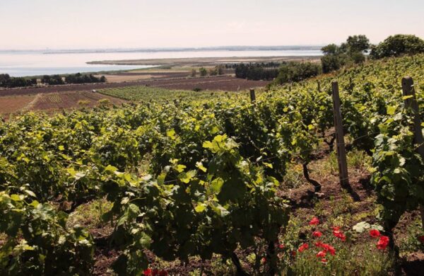 Contini Tonaghe Cannonau di Sardegna 2022 - Image 2
