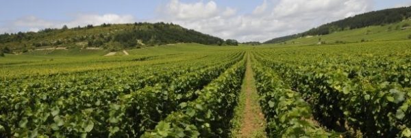 Florent Garaudet vineyard