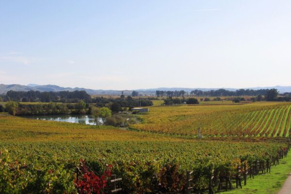 Patz & Hall Chardonnay Sonoma Coast - Image 2