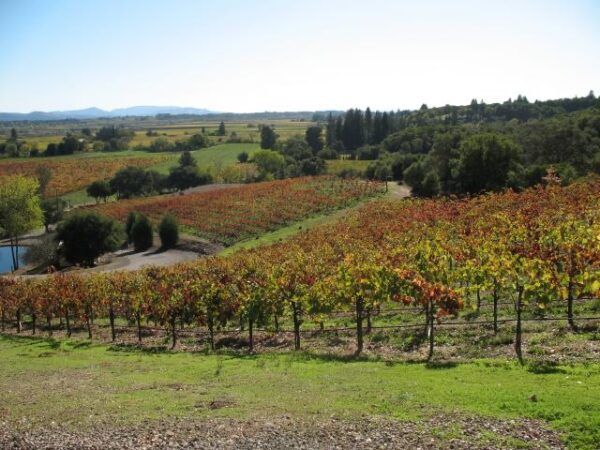 Broadbent Cabernet Sauvignon North Coast 2022 - Image 2