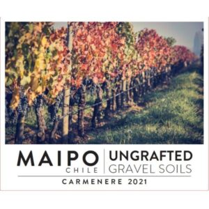 Ungrafted Gravel Soils Carmenere Maipo Valley 2022