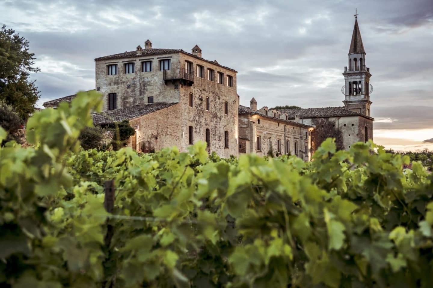 Masciarelli Montepulciano d'Abruzzo 2019 (Case Only) - Image 2