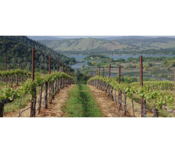 Outlier Pinot Noir Lake County 2023 - Image 2