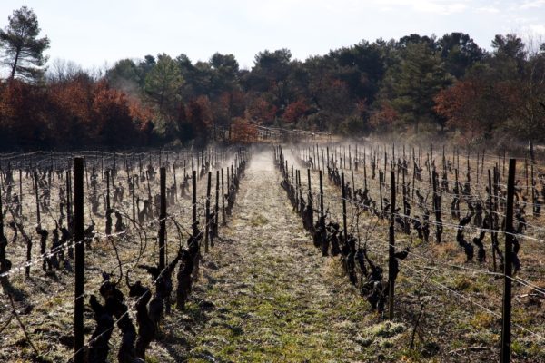 Revelette vineyard