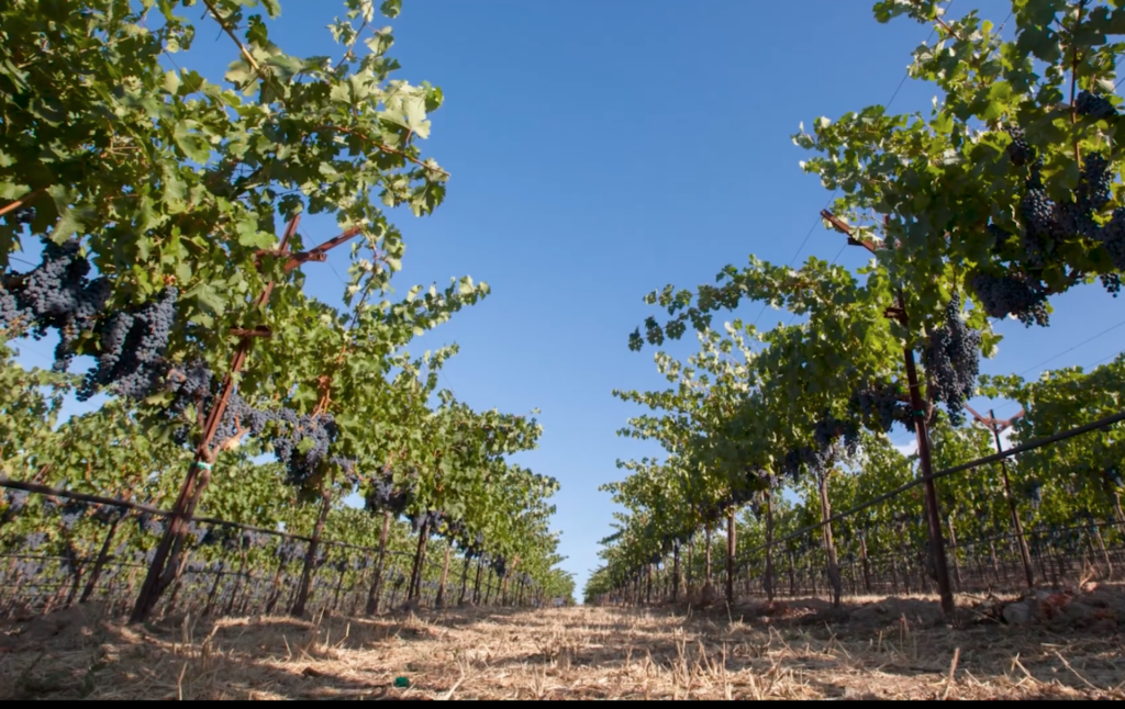 Nickel & Nickel CC Ranch Sauvignon Rutherford 2019 (1.5L