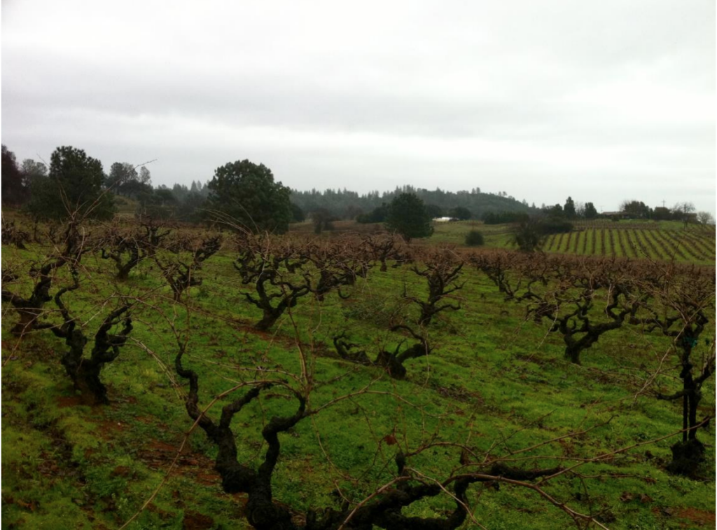 Turley Judge Bell Zinfandel 2020 - Nicholas Wines