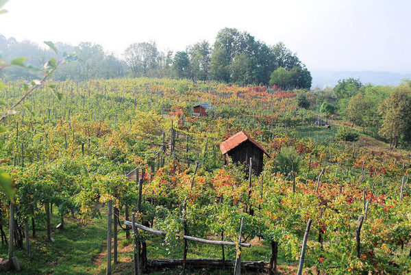 Sperina vineyard