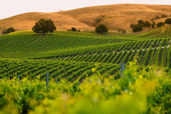 2021 Vina Robles Limited Reserve Cabernet Sauvignon - Image 2