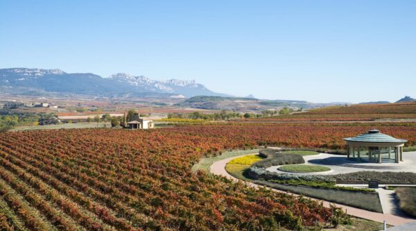 Vivanco Crianza Rioja Seleccion de Familia 2016 - Image 2