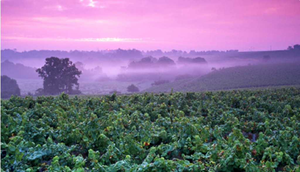 Damien Rineau La Tour Gallus Muscadet Sevre et Maine 2020 Nicholas Wines