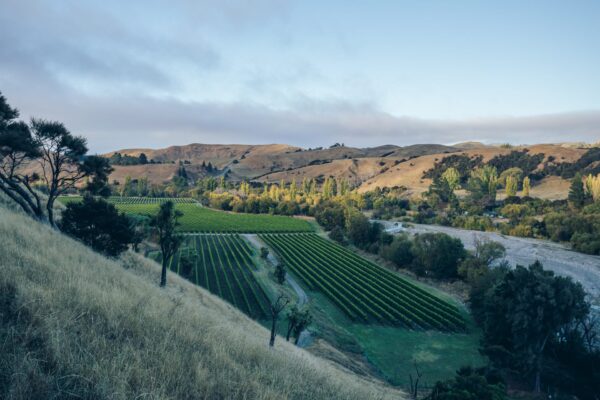 Astrolabe Sauvignon Blanc Marlborough 2022 - Image 2