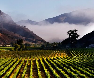 au bon climat vyd