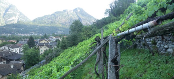 Cantine Garrone Munaloss 2022 - Image 2