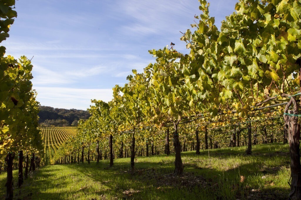Chalk Hill Pinot Noir Sonoma Coast 2022 Nicholas Wines