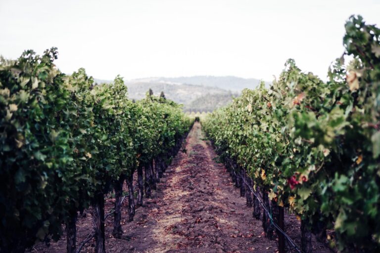 Napa Valley Vineyard