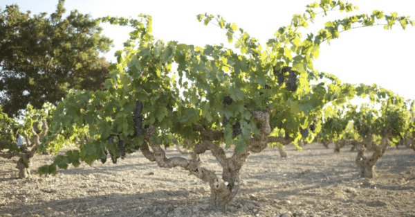 Turley Dusi Vineyard Zinfandel 2021 - Image 2
