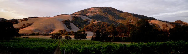 Pied a Terre Sauvignon Blanc Sonoma 2018 - Image 3