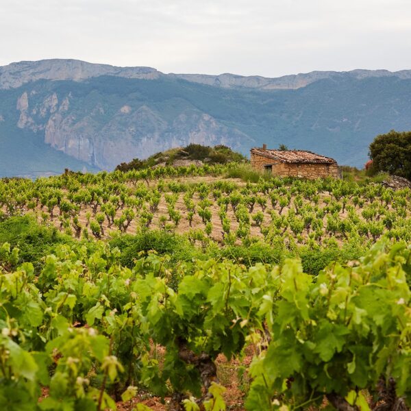 Gomez Cruzado Rioja Crianza 2020 - Image 2
