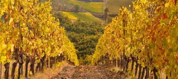 Hardin Cabernet Sauvignon Napa Valley 2021 - Image 2