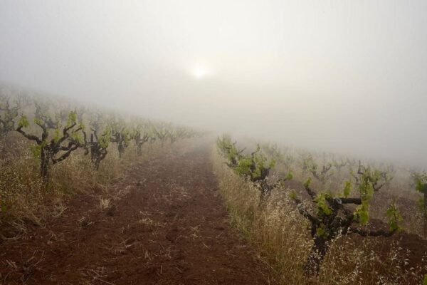 Turley Hayne Vineyard Petite Sirah 2021 - Image 2