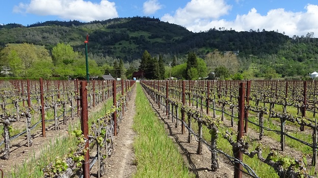 Hundred Acre Vineyard Wraith Cabernet Sauvignon 2016 Nicholas