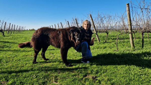 Lobo Dao Vigno Tinto 2020 - Image 2