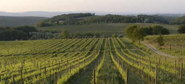 Felsina Chianti Classico Riserva 2020 - Image 2