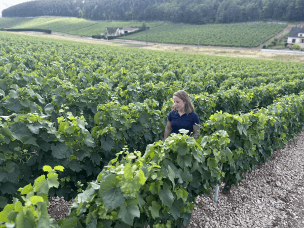 Nathalie et Gilles Fevre Chablis 2022 - Image 2