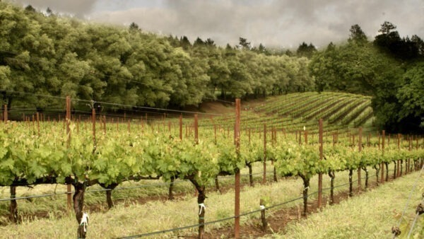 Davies Vineyards Napa Valley Cabernet Sauvignon 2021 - Image 2