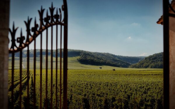 Domaine Faiveley Nuits Saint Georges Les Montroziers 2022 - Image 2