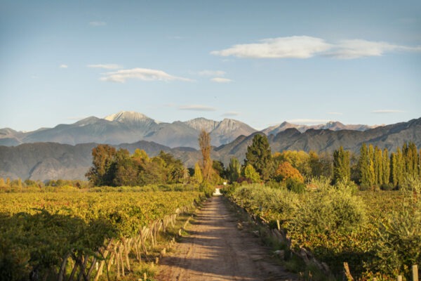 Kaiken Indomito Malbec 2019 - Image 2