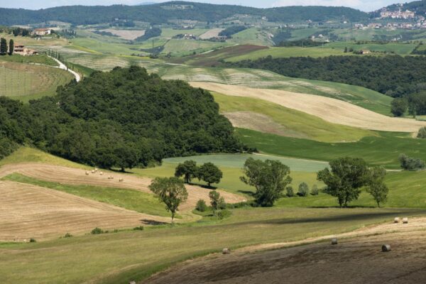 Pico Maccario Lavignone Barbera d'Asti 2021 - Image 2