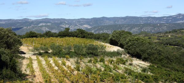 Mas de Daumas Gassac Moulin de Gassac Pinot Noir 2021 (Case Price) - Image 3
