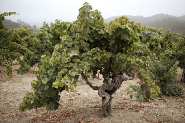 Massican Sauvignon Blanc California 2023 - Image 2