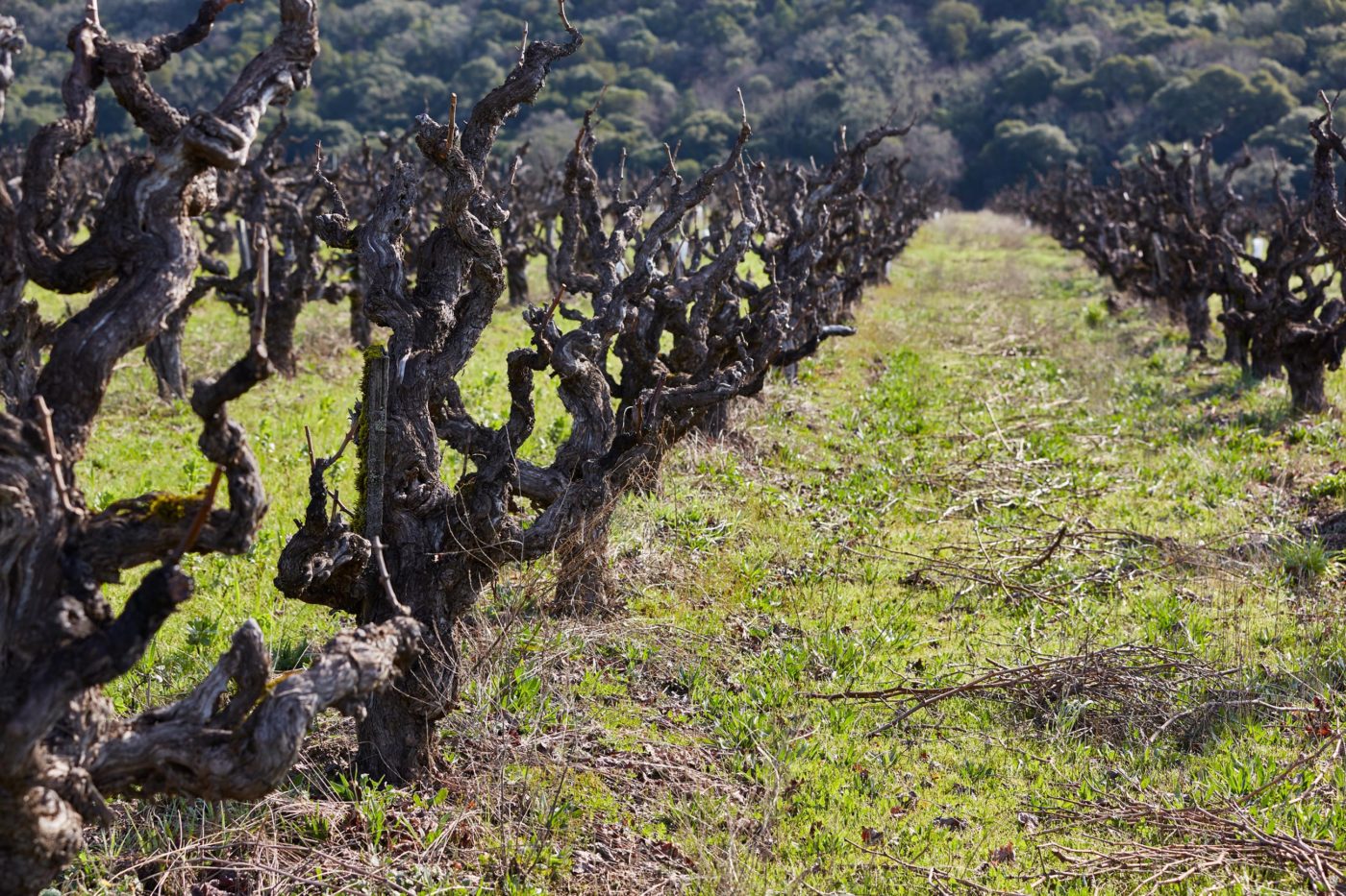 Marietta Cellars Old Vine Red Lot 74 - Image 3