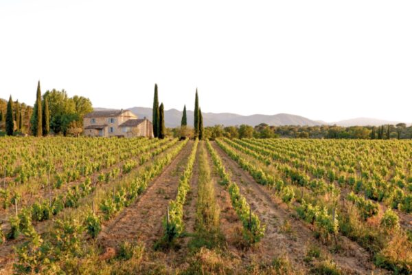 Mirabeau Cotes de Provence Rose 2022 - Image 2