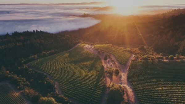 Mt. Brave Mt. Veeder Cabernet Sauvignon 2021 - Image 2