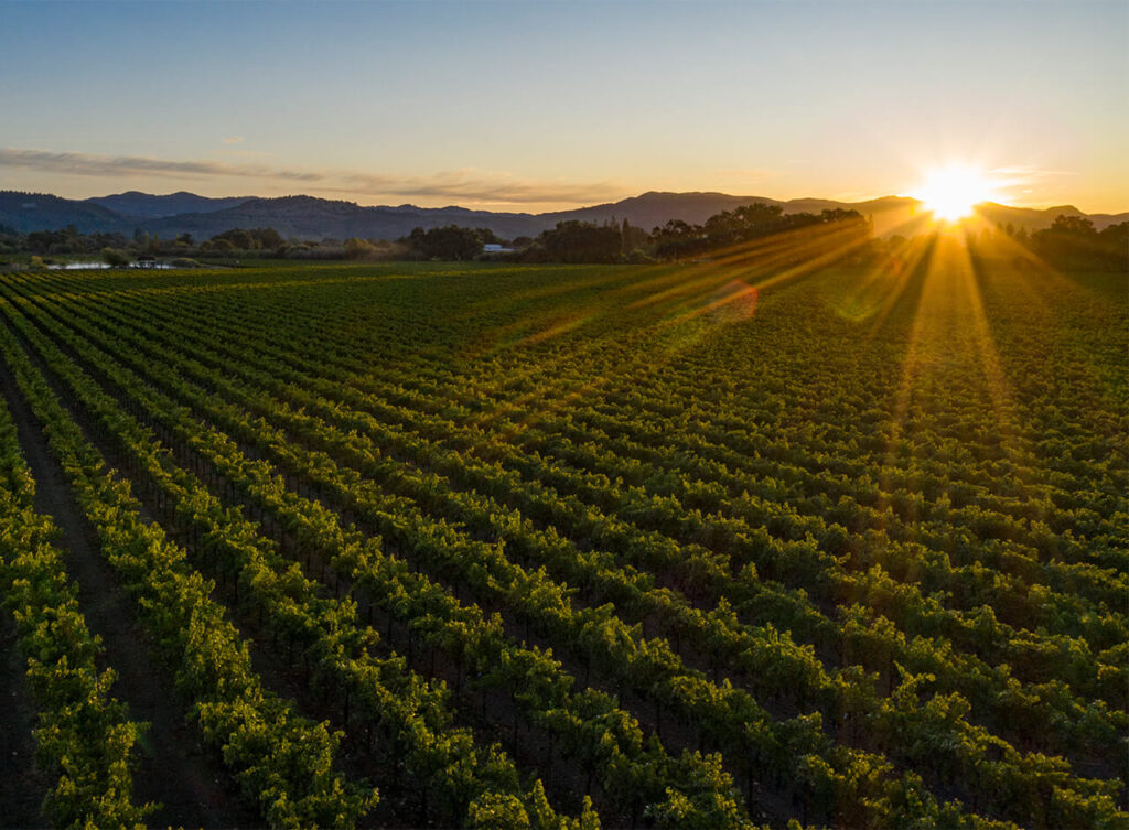 Nickel & Nickel Vaca Vista Sauvignon 2019 Nicholas Wines