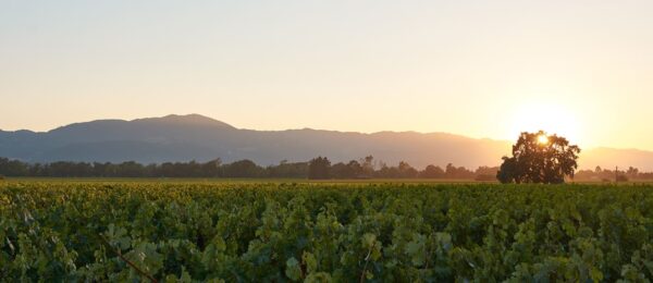 PlumpJack Oakville Estate Cabernet Sauvignon 2019 - Image 2