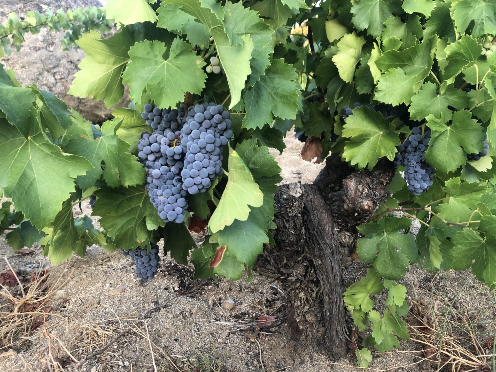 Rico Nuevo Garnacha 2021 - Image 2