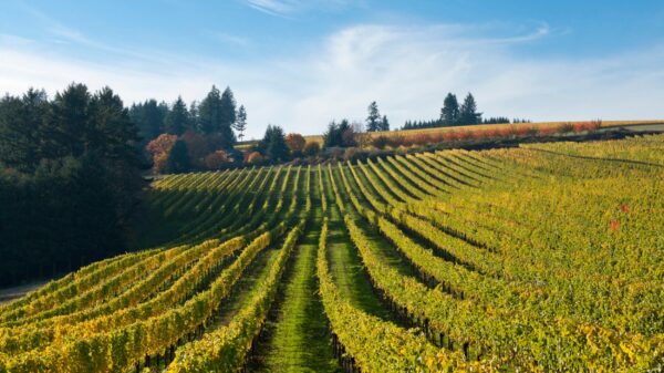 Evening Land 'Seven Springs' Pinot Noir 2022 - Image 2