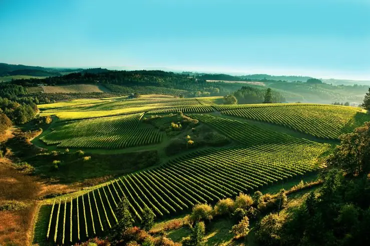 Trousse Chemise Pinot Noir Shea Vineyard 2021 - Image 3