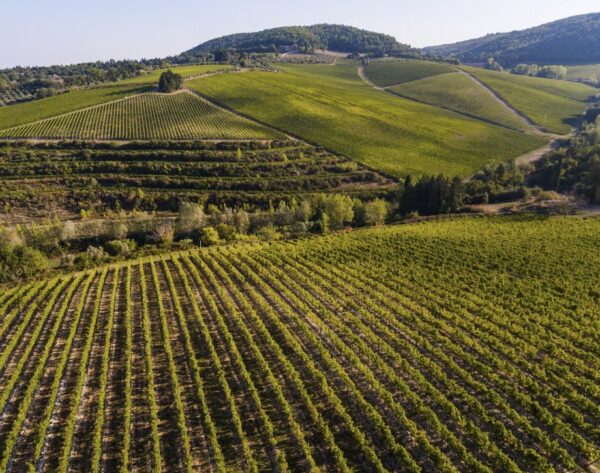 Antinori Solaia Toscana 2009 - Image 2