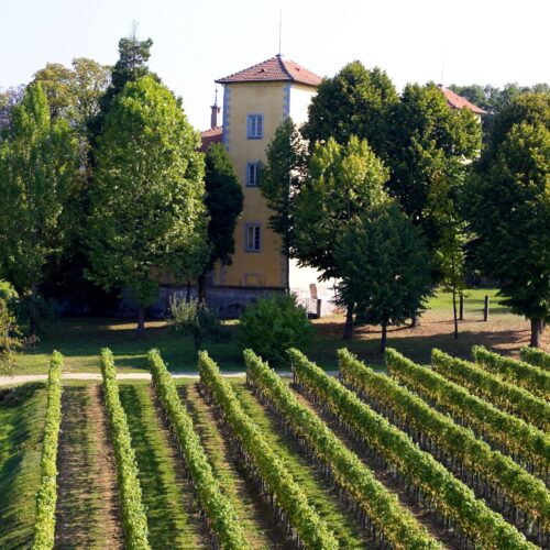 La Toledana Gavi di Gavi 2019 Nicholas Wines