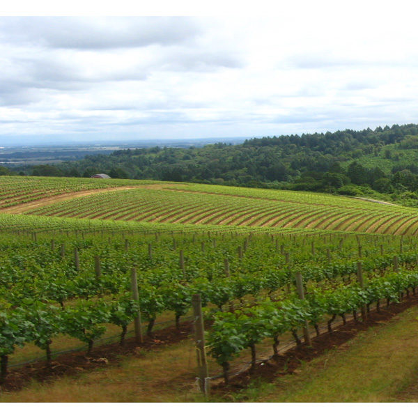 Vineyards in the Willamette Valley