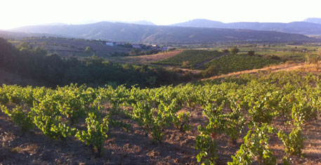 Vins Roc Anges Roussillon